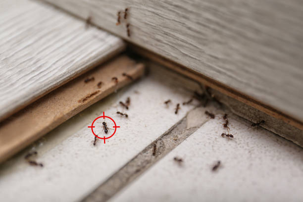 Best Pest Control Near Me in Louisburg, NC