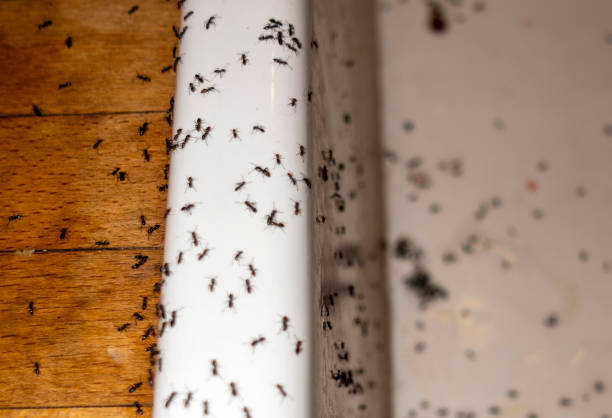 Best Best Pest Control Companies  in Louisburg, NC