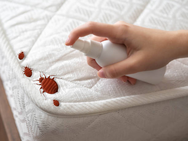 Wasp Removal Services in Louisburg, NC
