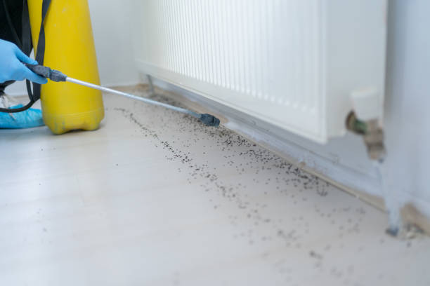 Best Local Pest Control Services  in Louisburg, NC